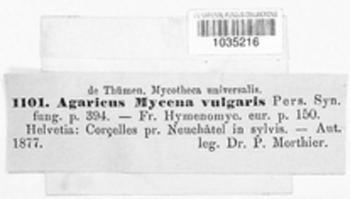 Mycena vulgaris image
